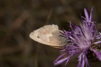 Maniola jurtina jurtina