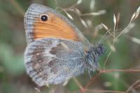 Coenonympha pamphilus