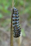 Papilio machaon