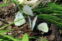 Pieris napi