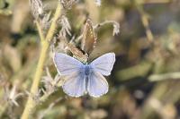 Polyommatus icarus