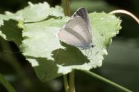 Celastrina argiolus
