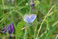 Plebejus argus