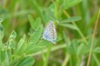 Plebejus argus
