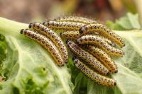 Pieris brassicae