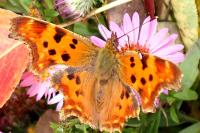 Polygonia c-album