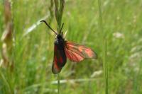 Zygaena filipendulae