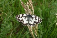 Melanargia galathea