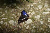 Apatura iris