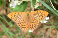 Argynnis paphia