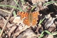Polygonia c-album