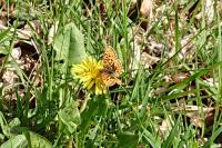Boloria dia