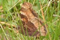 Nymphalis polychloros