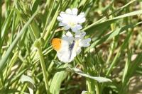 Anthocharis cardamines