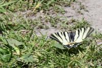 Iphiclides podalirius