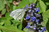 Pieris napi