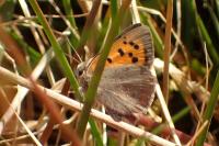 Lycaena phlaeas