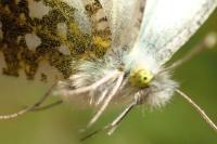 Anthocharis cardamines