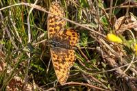 Boloria dia
