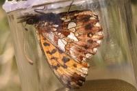 Boloria dia
