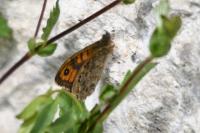 Lasiommata megera