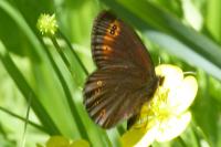 Erebia medusa