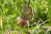 Lycaena tityrus