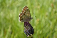 Lycaena tityrus