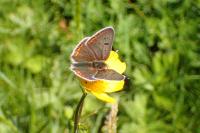 Lycaena tityrus