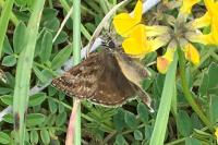 Erynnis tages
