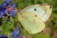 Colias hyale/alfacariensis