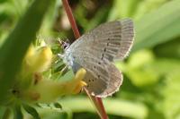 Cupido minimus