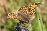 Melitaea cinxia