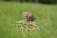 Pyrgus malvae