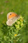 Coenonympha pamphilus