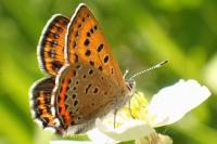 Lycaena helle perretei
