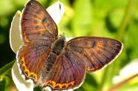 Lycaena helle perretei