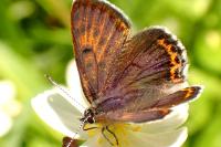 Lycaena helle perretei