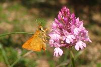 Ochlodes sylvanus