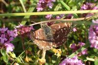 Spialia sertorius