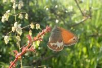 Coenonympha arcania