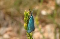 Jordanita globulariae