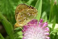 Speyeria aglaja
