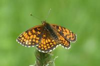 Melitaea athalia