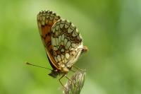 Melitaea athalia