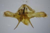 Jordanita globulariae