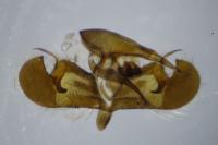 Pyrgus armoricanus