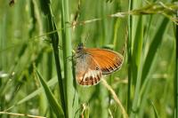 Coenonympha arcania