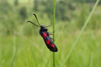 Zygaena trifolii