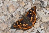 Apatura ilia ilia